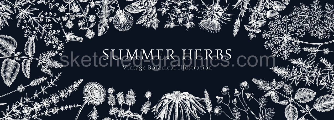 Floral border with herbs and wild flowers. Botanical banner with medicinal plants sketches. Delicate field and meadow wildflowers. Vector illustration on chalkboard. Natural frame in engraved style Illustration
